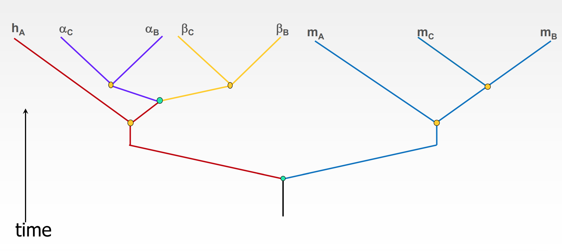 * name each line 
  * m(A), m(C), m(B) → myoglobin in species A, B, and C
  * h(A) 
  * α(C), α(B)
  * β(C), β(B)
* remove the species (tubes) 
* move all colors away from each other (still attached to the tree) 