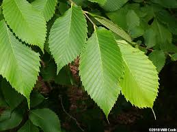 <p>what is the scientific name of slippery elm</p>