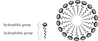 <p>Lipids with bulky heads and a single hydrophobic tail are wedge-shaped and pack into spherical structures</p>