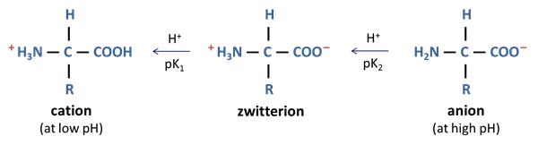 hybrid ion
-no net charge