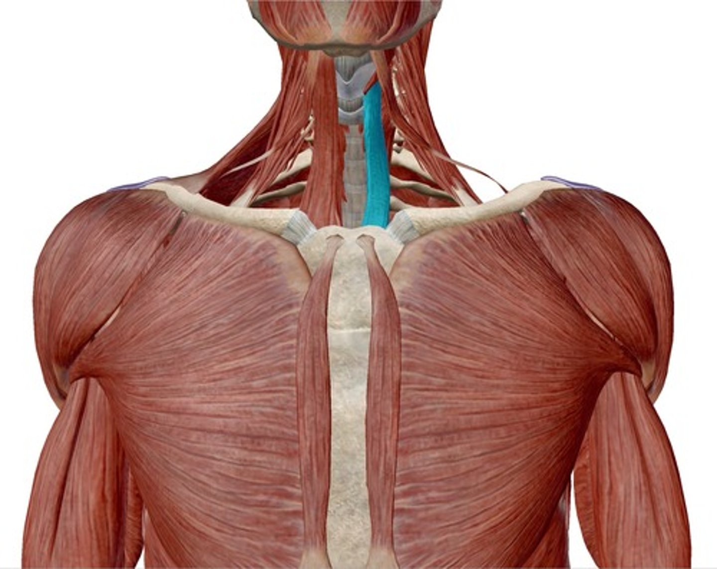 <p>name this muscle</p>