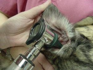 <p>otoscope</p>