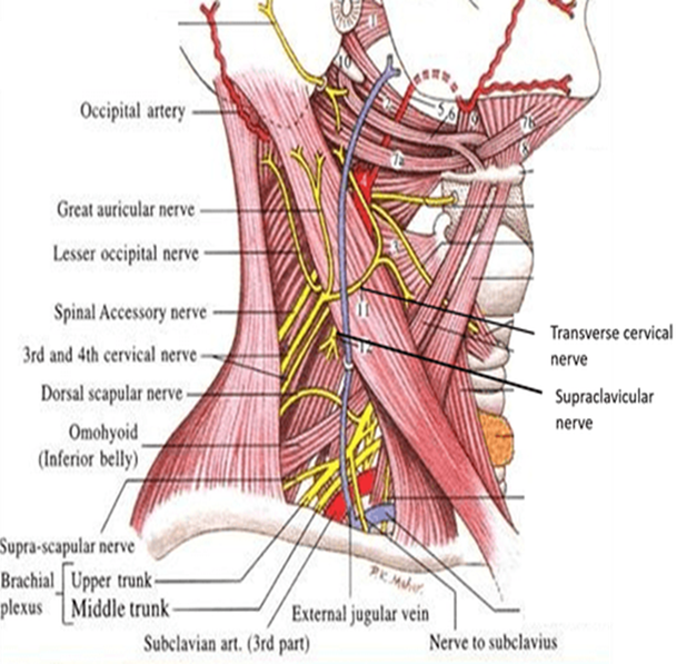 <ul><li><p>Third part of the subclavian artery, brachial plexus trunks, nerve to subclavius muscle, lymph nodes</p></li></ul><p></p>