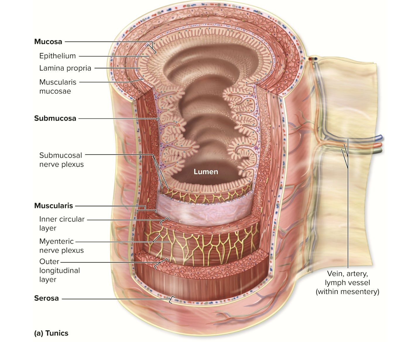 <p>The GI tract wall has <strong>4 main layers (tunics)</strong> </p><p>Mucosa, Submucosa, Muscularis, Adventitia / Serosa</p>