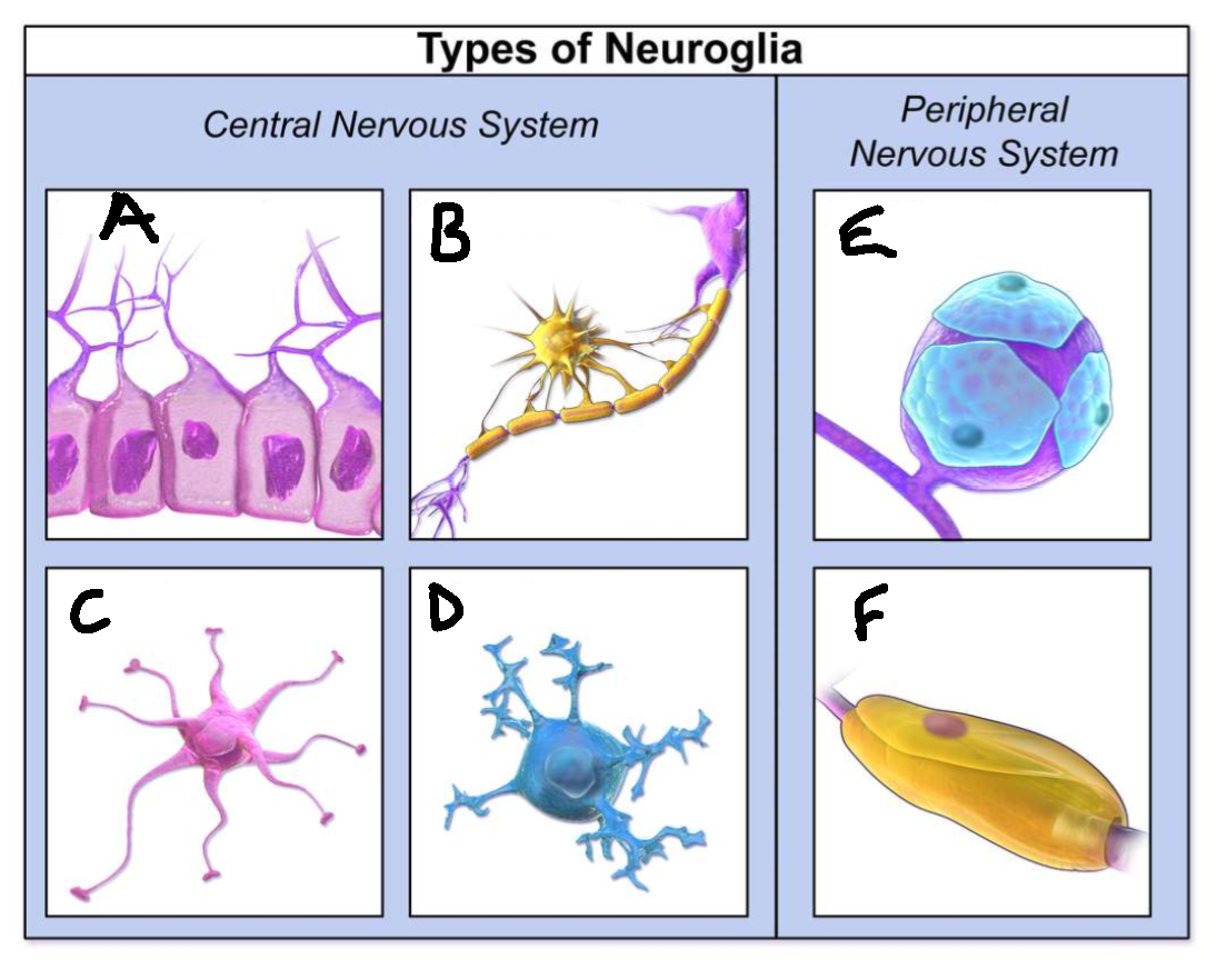 <p>What type of neuroglia is E?</p>