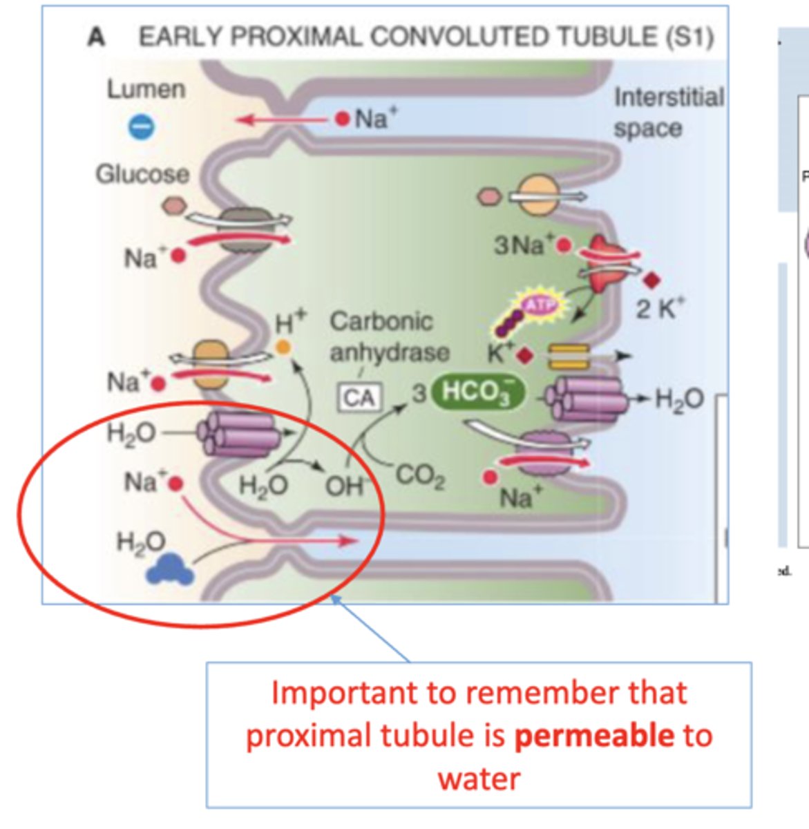 <p>-mainly reabs w/ Cl- </p><p>-also variety of cotransporters in apical membrane to couple uptake of many solutes to uptake of Na+ (like in 1st half of PCT)</p><p>-Na+ uptake coupled to excretion of H+ </p>