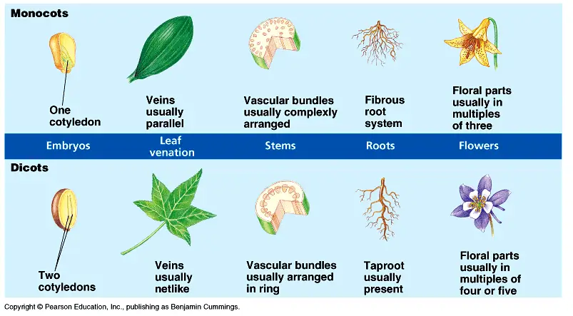 <p>in leaves and four or three floral parts. They have one cotyledon, fibrous root systems, and vascular bundles scattered in the stem. </p>