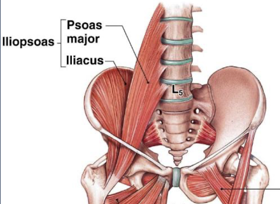 <ul><li><p>greater pelvis muscle</p></li><li><p><strong>group of muscles:</strong></p><ul><li><p>psoas major</p></li><li><p>psoas minor</p></li><li><p>iliacus</p></li></ul></li><li><p><strong>origin</strong>: lumbar, sacrum, iliac crest and fossa</p></li><li><p><strong>insertion</strong>: lesser trochanter (posterior femur)</p></li><li><p><strong>functions</strong>:</p><ul><li><p>hip flexor</p></li><li><p>stabilize lower back and core</p></li><li><p>exits pelvis posterior to inguinal ligament</p></li></ul></li></ul><p></p>