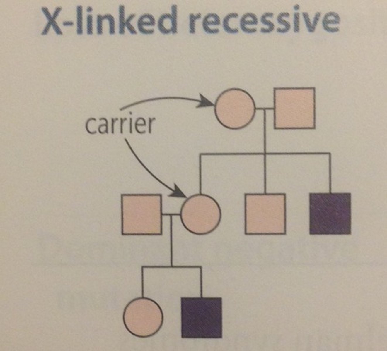 <p>Recessive gene is carried on the X chromosome</p><p>MORE MALES ARE AFFECTED</p><p>NO male-to-male transmission of trait</p><p>F: two copies of gene to express</p><p>M: one copy of gene to express</p><p>** CARRIERS -- Females w/only 1 copy of gene</p>