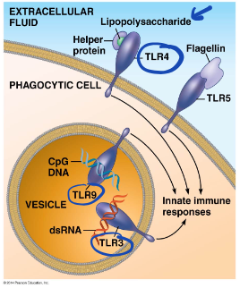 <p>PAMPS → cytokines production → fever and adaptive immune response</p>