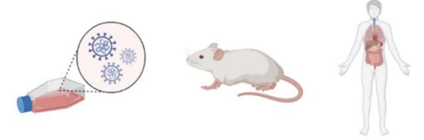 <p>In Vitro tests</p><p>Animal Tests</p><p>Usage tests or clinical trials</p>