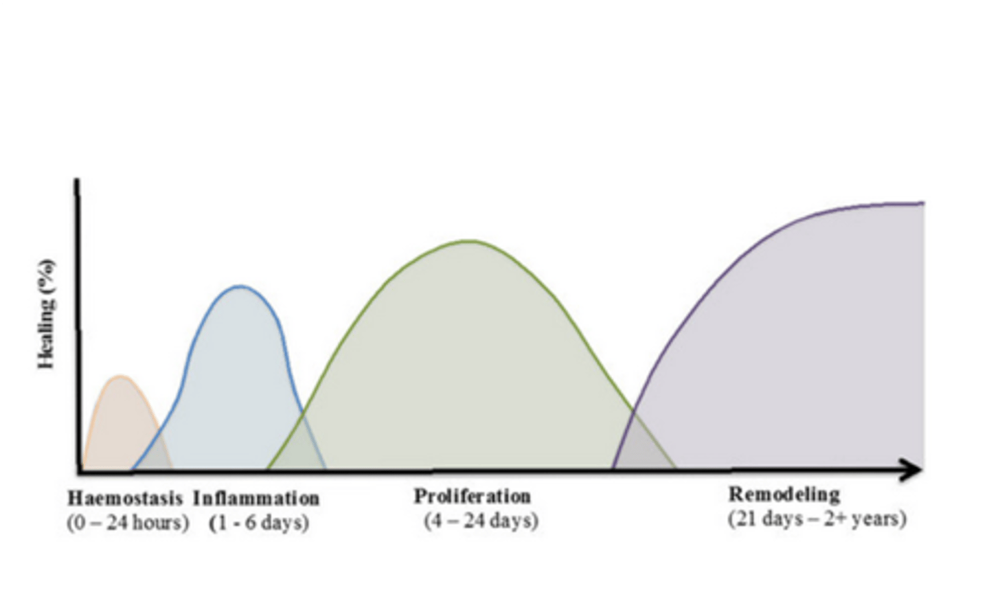 <p>hemostasis</p><p>inflammation</p><p>proliferation</p><p>remodeling</p>