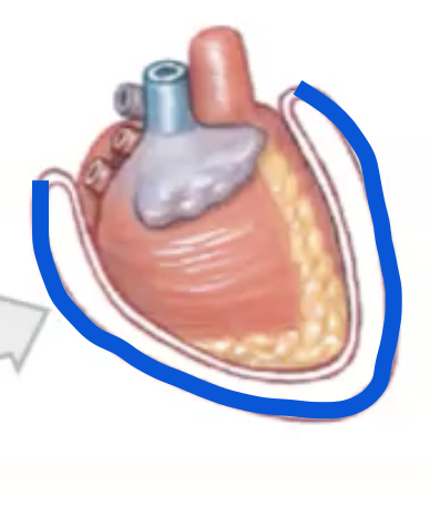 Chapter 1

What do Parietal Membranes do