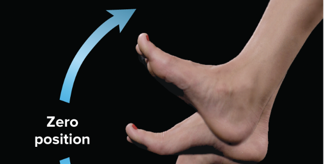 <p>movement in which the toes are elevated</p>
