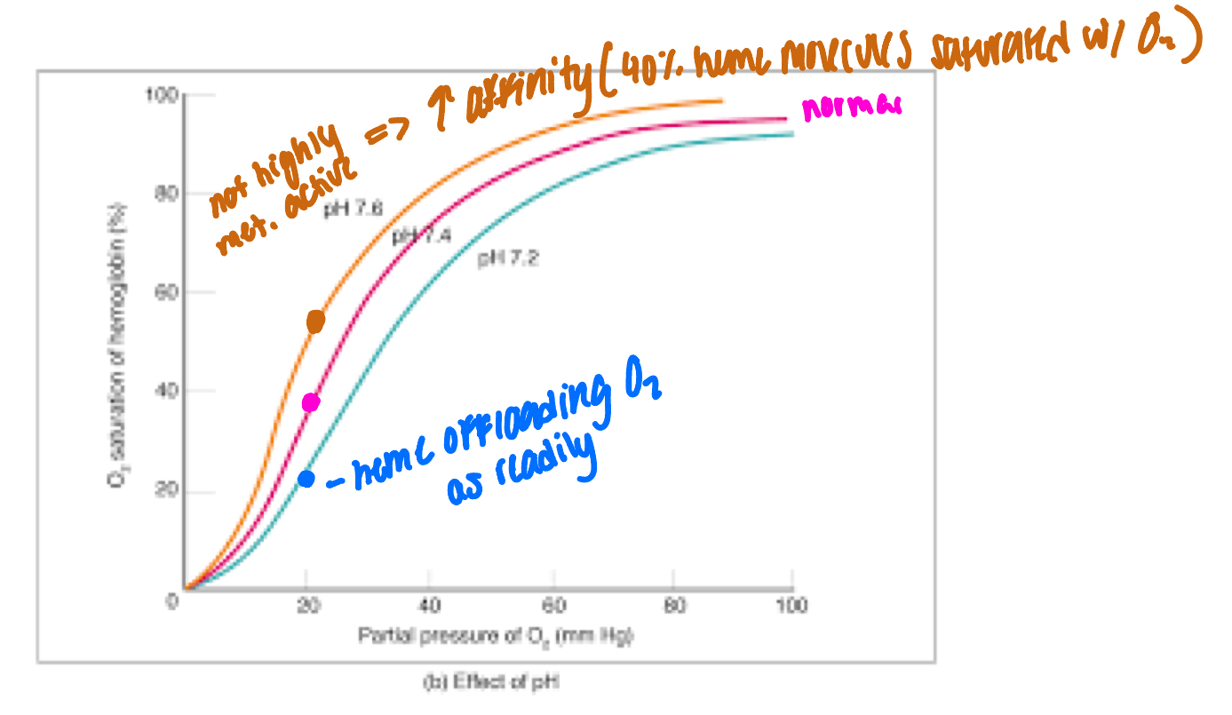 <ul><li><p>H rich environments (low pH) heme molecules will bidn O2 with LOWER affinity</p><ul><li><p>metabolically active tissues (which prod more CO2), heme is more likely to drop off O2 and deliver to tissue</p></li></ul></li></ul><p></p>