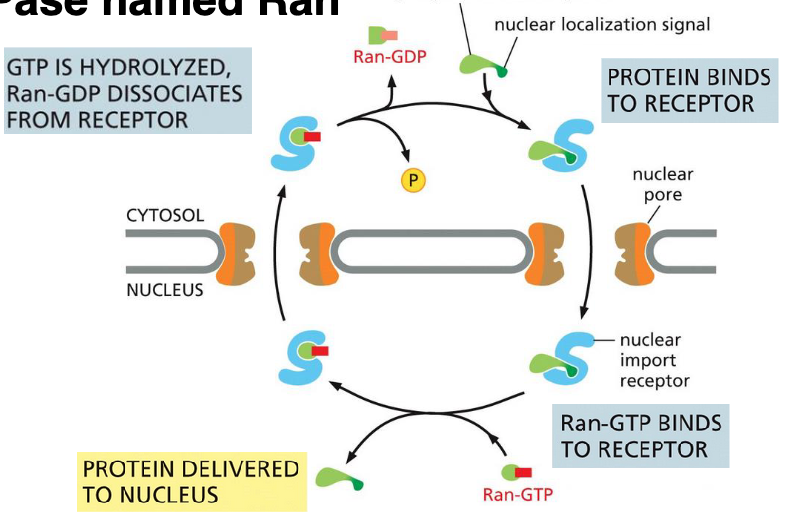 <ul><li><p>the hydrolysis of nucleoside triphosphate, </p></li><li><p>GTP, by monomeric GTPase named Ran</p></li></ul>