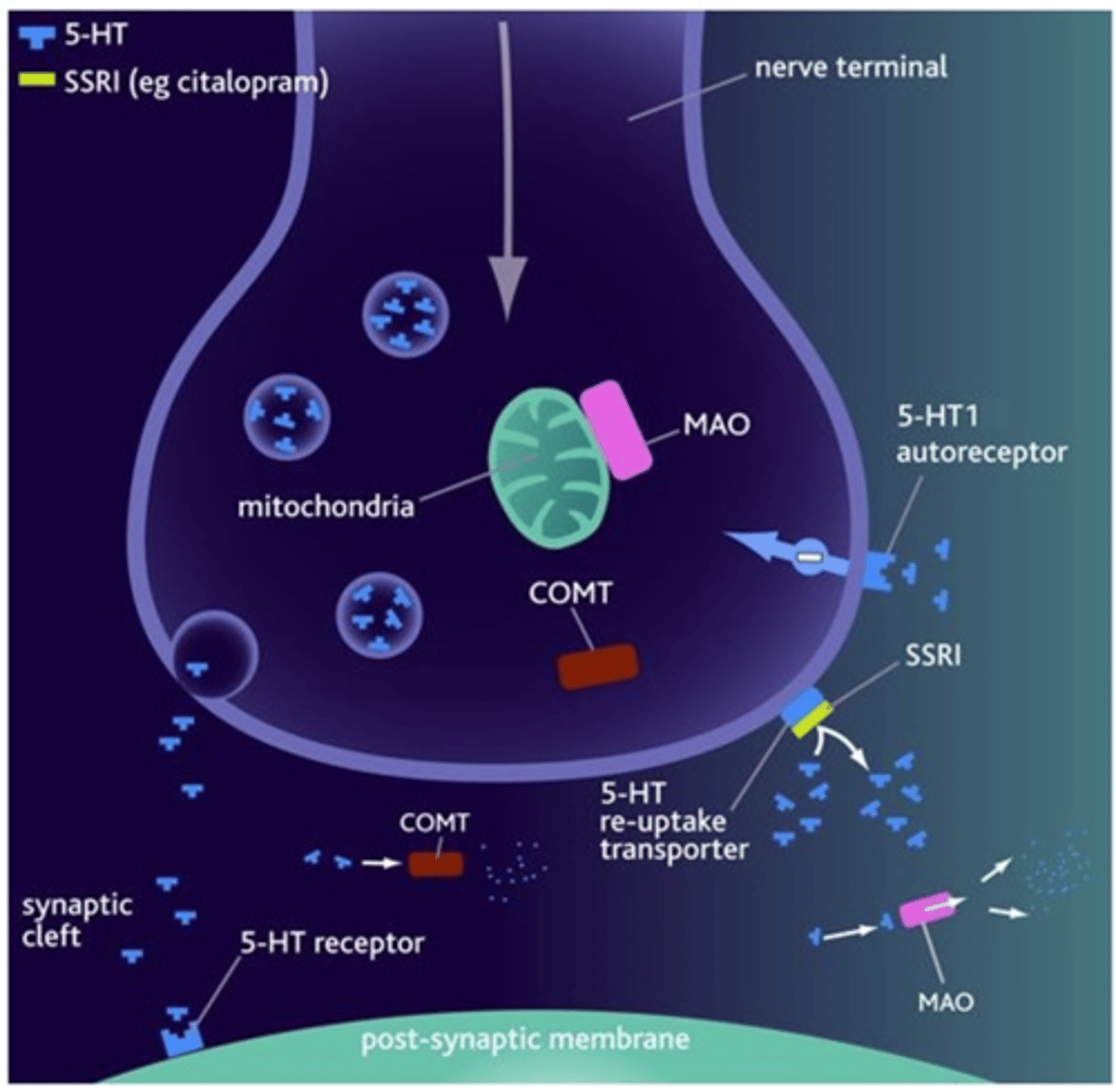 <p>A theory that explains the delayed clinical response for anti-depressants. EG. SSRIs bind to the reuptake transporters, which activate autoreceptors on pre/s neurone, blocking release of 5-HT into the cleft for a period of time.</p><p>W/ continuous antidepressant usage, Autoreceptors become desensitised, reinstating release of neurotransmitter.</p>