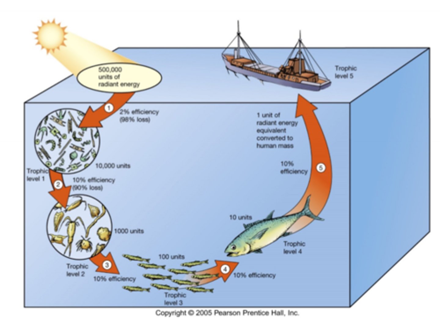 <p>- Trophic levels are successive links in a food chain</p><p>- Primary producers are the first trophic level</p><p>- Herbivores that consumer primary producers are the second trophic level</p><p>- Carnivores that consumer herbivores are the third trophic level (and so and do forth)</p><p>- There are typically only 4 or 5 trophic levels, with an apex predator being at the final level</p><p>- Only 2% of solar energy is converted to chemical energy during photosynthesis</p><p>- At each trophic level, only 10% of the energy is transferred to the next level</p><p>- The rest of the energy is used by respiration or goes uneaten (deposited to sediments)</p><p>- If you start with 500,000 units of radiant energy and 10% is lost at each stage, then by the fifth human stage, they are only recieving 1 unit of radaint energy</p><p>- Larger animals tend to prefer to eat at lower trophic levels becasue they get more units of energy (like how large whales will eat krill)</p>