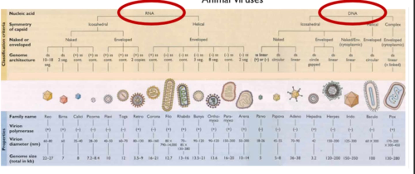 <p>-Genome: RNA or DNA</p><p>-Number and sense of RNA/DNA strands</p><p>-Morphology</p><p>-Genome sequence similarity</p><p>-Ecology</p>