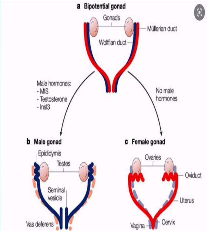 <p>The ___ duct (from the first phase) becomes the ___ duct that helps form the genitalia</p>