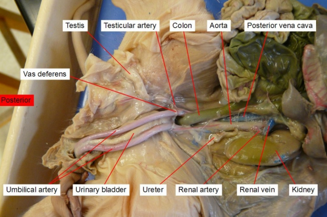 <p>a hollow, stretchy organ in the lower part of your abdomen that stores urine before it leaves your body through your urethra.</p>