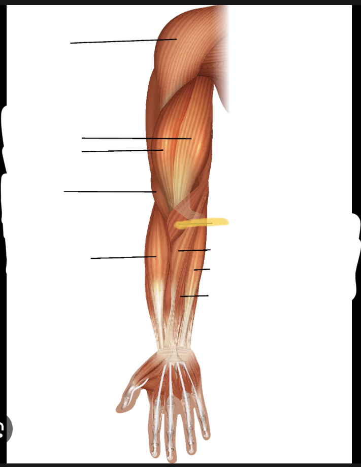 <p>Identify the highlighted muscle</p>