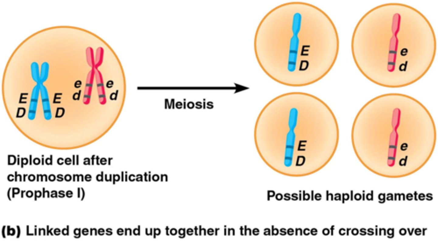 <p>Er gaan maar 2 mogelijke gameten ontstaan</p>