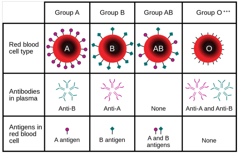 <p>Describe the figure and it's relevance to cell/molecular biology.</p><p></p>