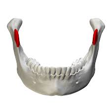 <p>coronoid process (anterior view)</p>