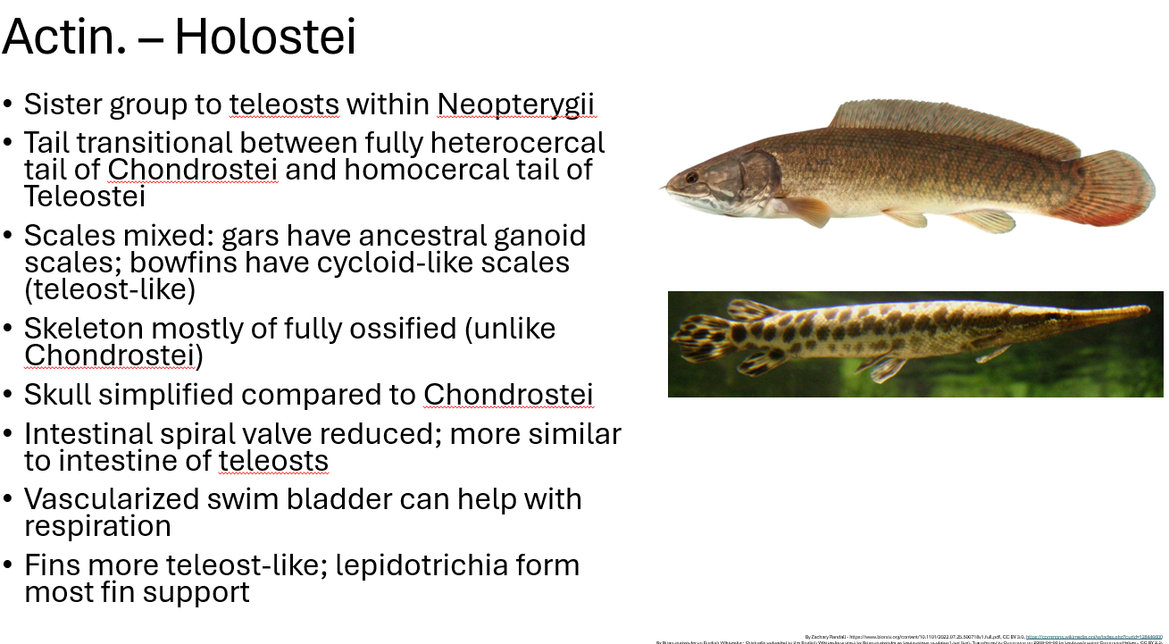 <p><span><span>•Sister group to teleosts within Neopterygii</span></span></p><p><span><span>•Tail transitional between fully heterocercal tail of Chondrostei and homocercal tail of Teleostei</span></span></p><p><span><span>•Scales mixed: gars have ancestral ganoid scales; bowfins have cycloid-like scales (teleost-like)</span></span></p><p><span><span>•Skeleton mostly of fully ossified (unlike Chondrostei)</span></span></p><p><span><span>•Skull simplified compared to Chondrostei</span></span></p><p><span><span>•Intestinal spiral valve reduced; more similar to intestine of teleosts</span></span></p><p><span><span>•Vascularized swim bladder can help with respiration</span></span></p><p><span><span>•Fins more teleost-like; lepidotrichia form most fin support</span></span></p>