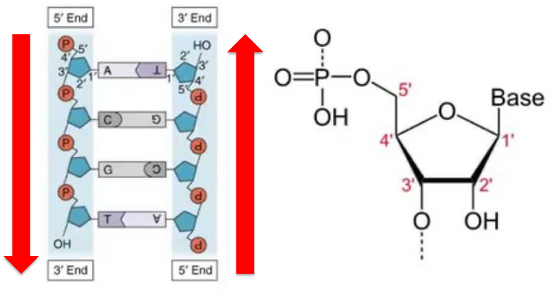 <p><span>DNA is ‘read’ in sequence from the 5’ end of the molecule to the 3’ end.</span></p>