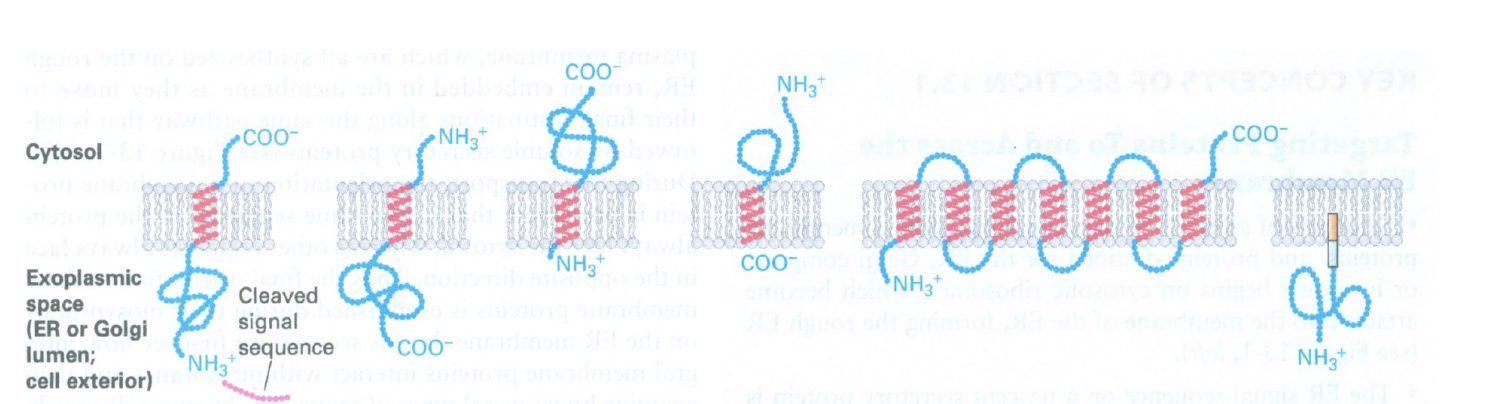 <p>N terminus usually OUTside</p><p>C terminus usually inside</p><p>thats why he thought type 2 were so weird</p>