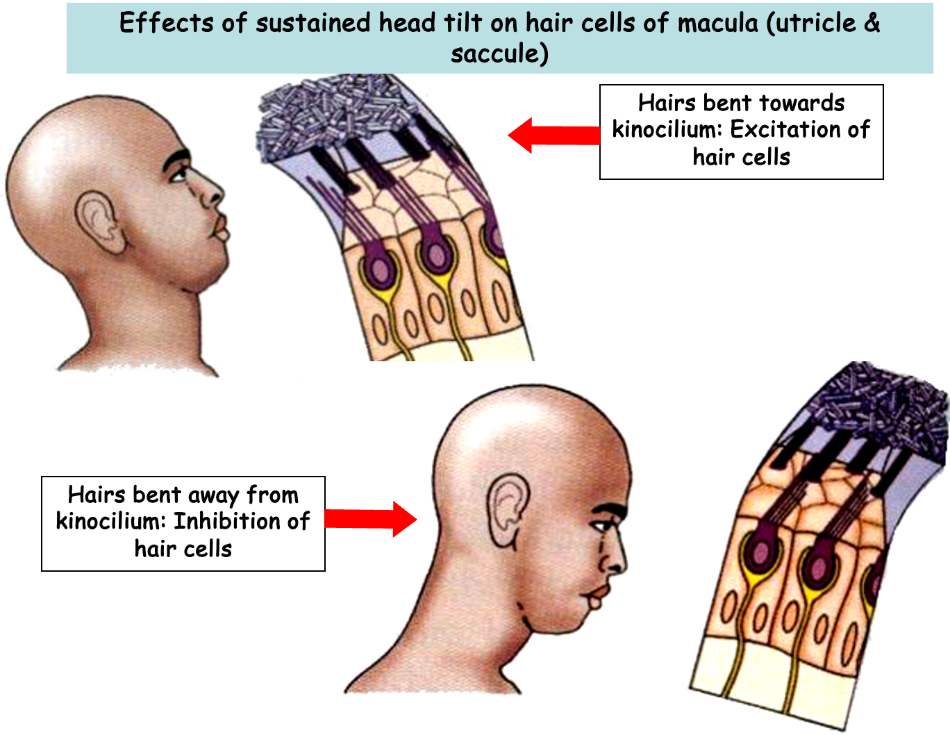 <p>lives in utricle and saccule</p><p>covered with gelatinous substance</p><p>contain calcium carbonate crystals called otoconia</p><p>hair cells respond to gravitational force exerted by otoliths and otolithic membrane</p><p>sensitive to LINEAR ACCELERATION - GRAVITY</p>