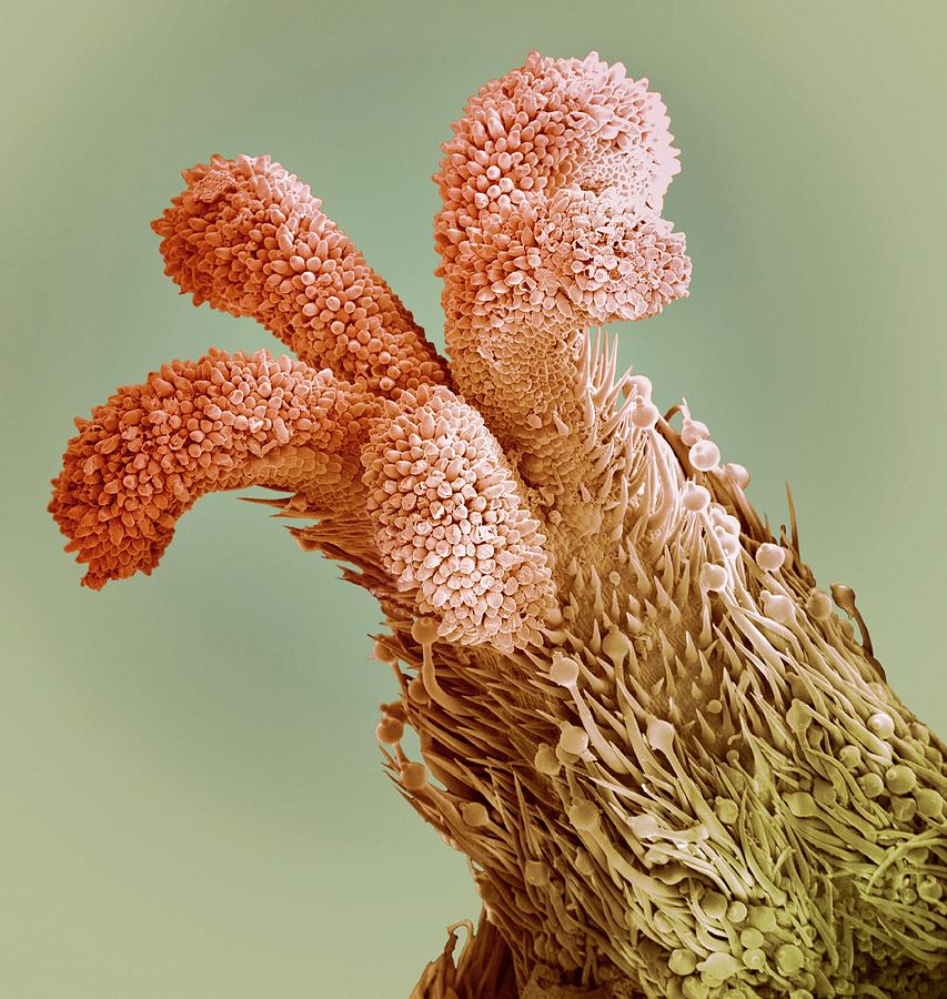 <p>The sticky surface of the pistil where pollen grains attach.</p>