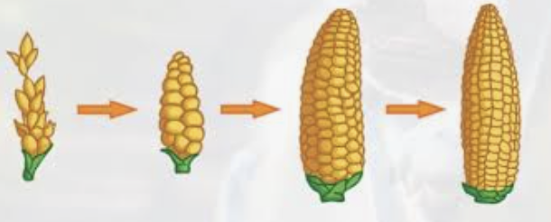 <p>selective breeding  </p>