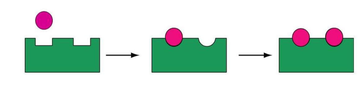 <p><span>the substrate acts as allosteric regulator</span></p><p><span>Typically positive effectors</span></p><p><span> act by cooperativity (binding at one site, increases binding at other sites)</span></p>