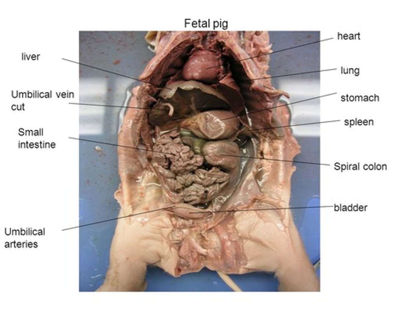 <p>DEFINITION</p><p>absorption of nutrients</p>