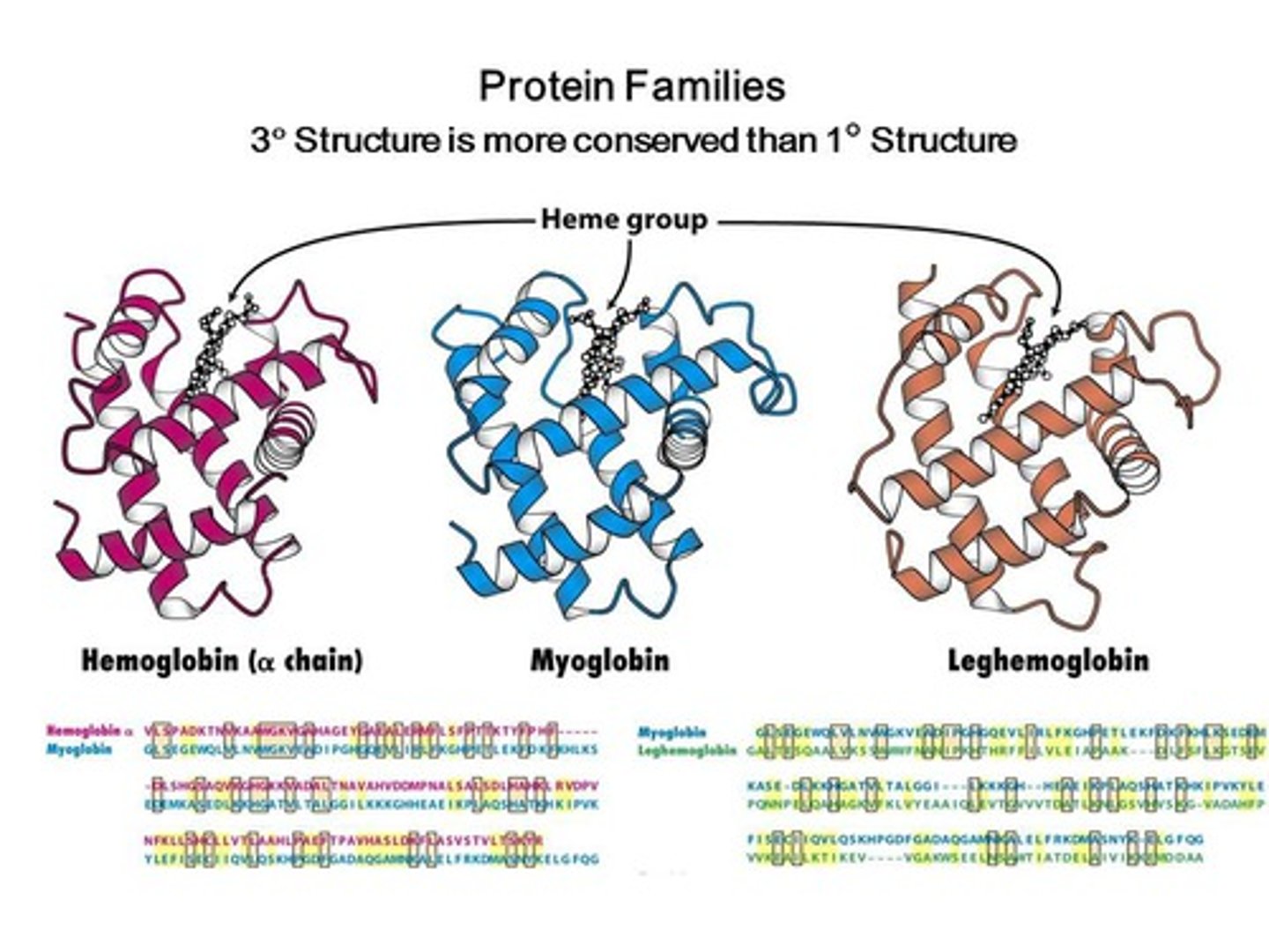 <p>similarities in the order of nucleotides of DNA and RNA or in the order of amino acids of proteins that indicate common ancestry between organisms (note the same histidine between alpha, beta and myglobin (2nd row, HGKKV and HG)</p>