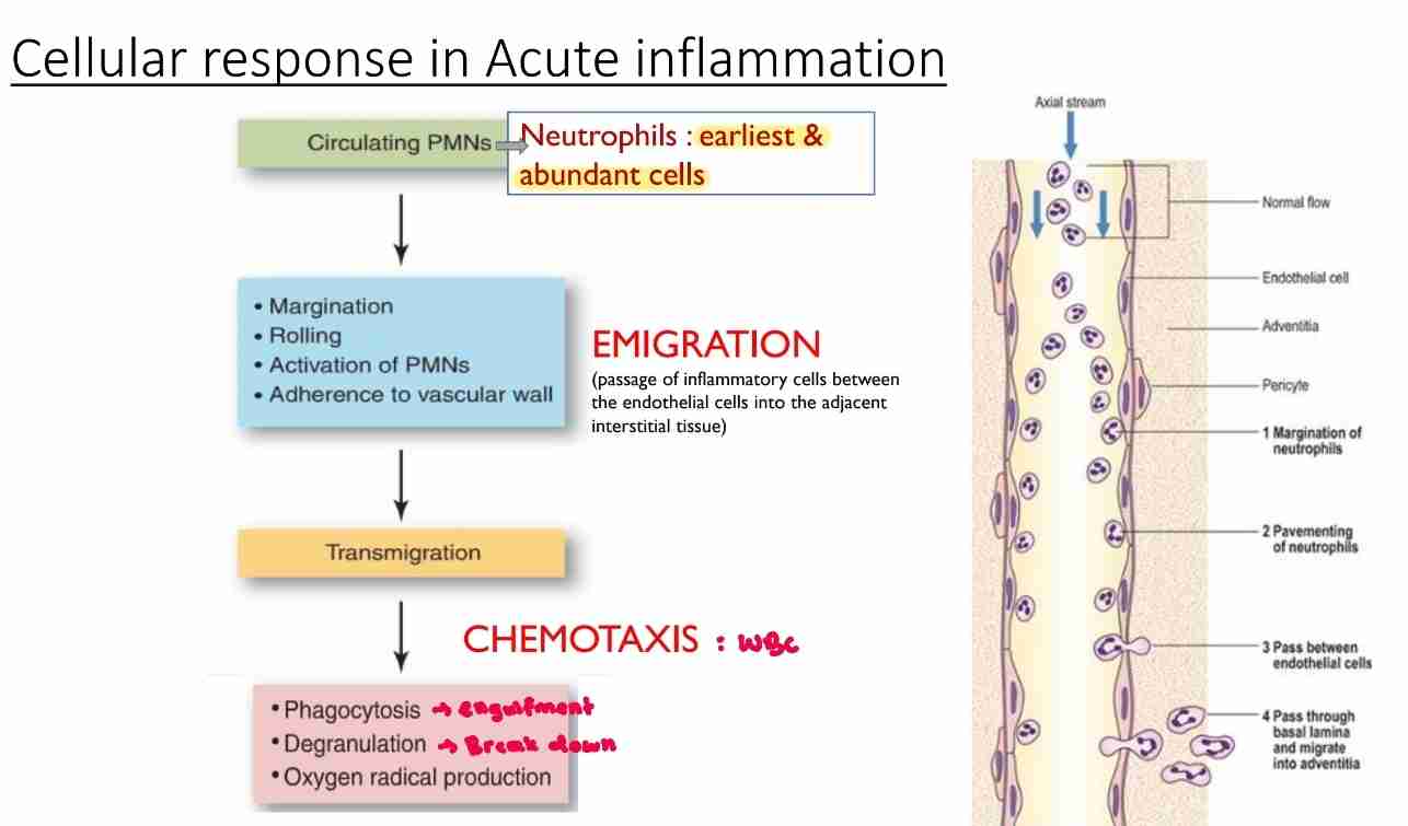 <ul><li><p>Recruitment from blood into extravascular tissue</p></li><li><p>Recognition of microbes and necrotic tissues</p></li><li><p>Removal of offending agents (by WBC)</p></li></ul>