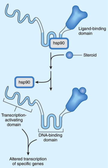 **Signaling Mechanisms:** *Intracellular Receptors for Lipid-Soluble Agents*

Mechanism of **glucocorticoid action**: **binding of glucocorticoid hormone to its normal receptor protein** relieves an ____