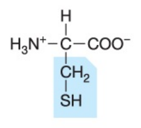 <p>Polar (uncharged), hydrophilic</p>