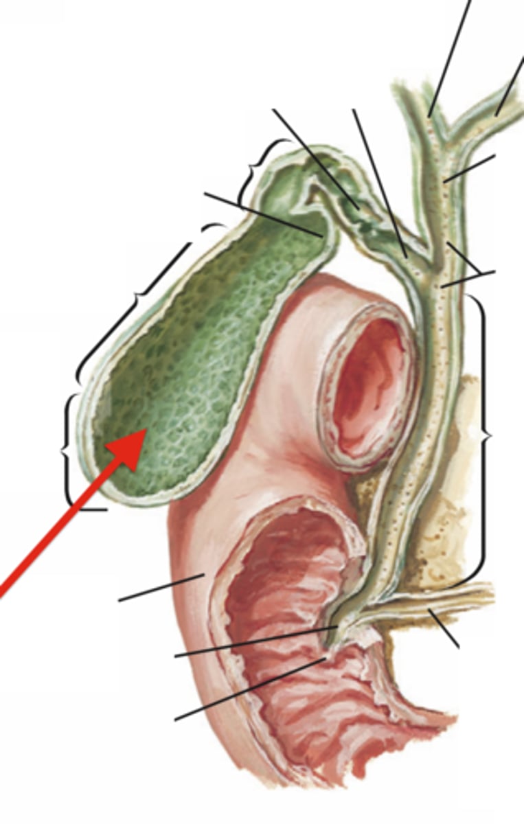 <p>Feature</p><p>- Bottom curved portion of the gallbladder</p>
