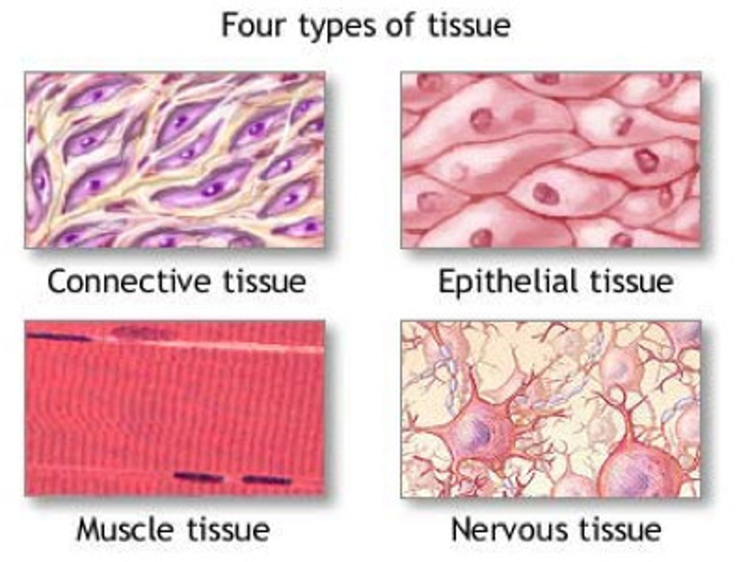 <p>epithelial, connective, muscle, nervous</p>