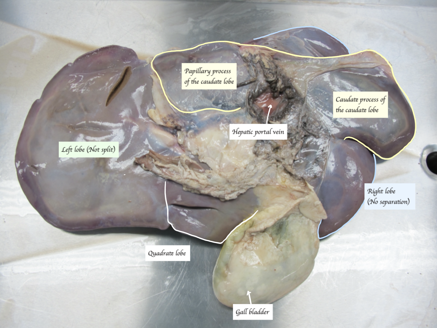 <p>Ruminant</p><ul><li><p>No separation on both left and right lobe of the liver </p><ul><li><p>90 degree displaced → No contact with diaphragm → Breathing is not impinged by the liver </p></li></ul></li><li><p>Caudate lobe </p><ul><li><p>Papillary process is larger in sheep </p></li><li><p>Caudate process is larger in cow </p></li></ul></li></ul><p></p>