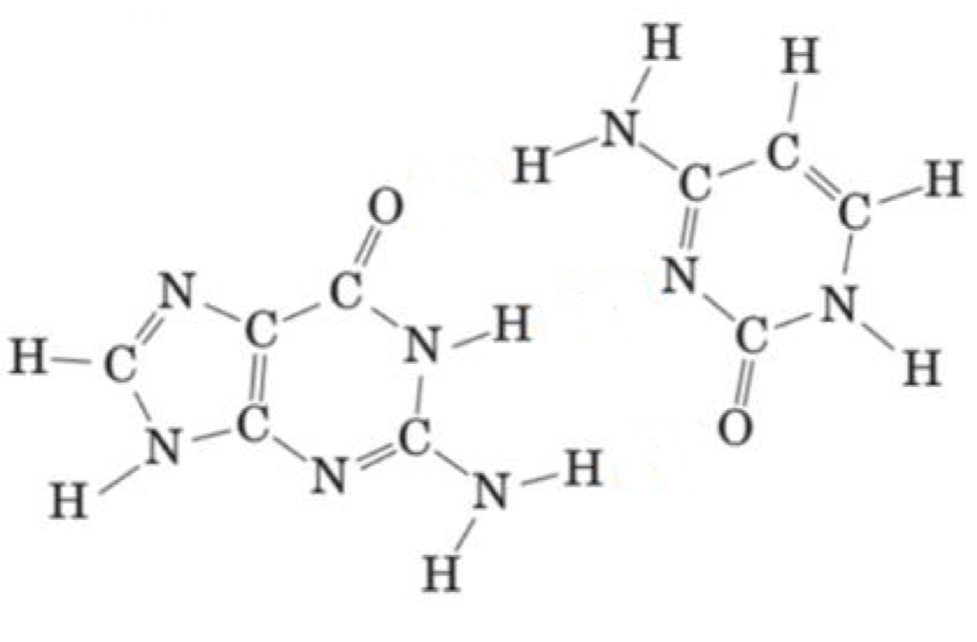 <p>Name the following purine and pyrimidine bases and draw the hydrogen bonds that form between them</p>