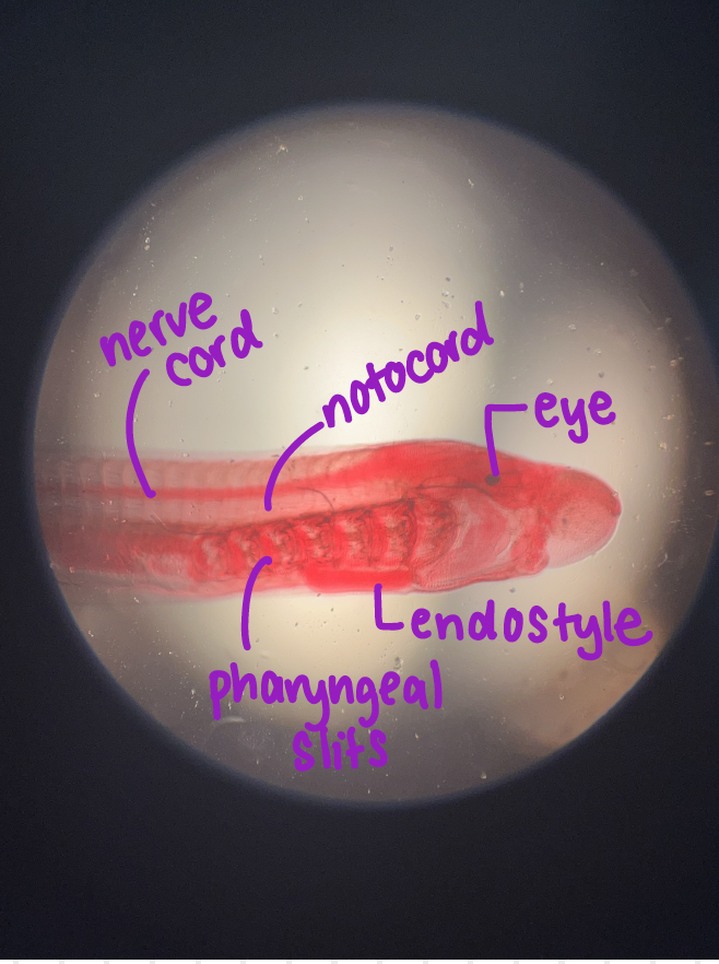 <p>branchiostoma</p><ol><li><p>dorsal hollow nerve chord (nerve chord)</p></li><li><p>notochord</p></li><li><p>pharyngeal slits</p></li><li><p>pharyngeal gland (endostyle)</p></li><li><p>eye</p></li></ol><p></p>