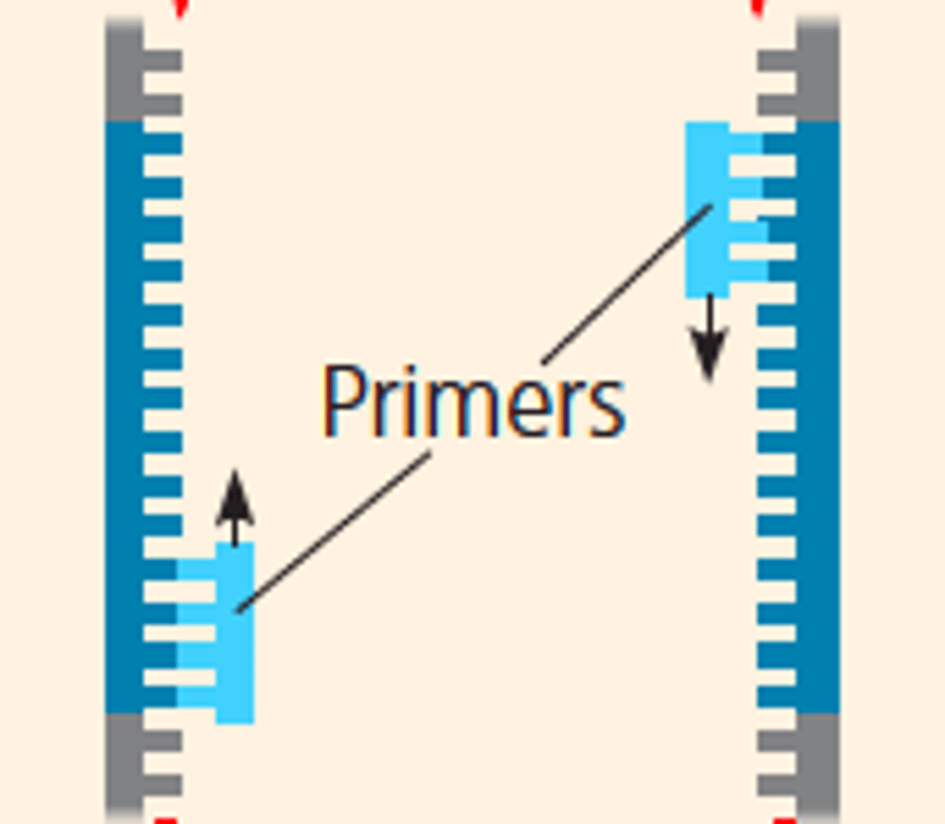 <p>-step 2</p><p>-DNA primers attach to opposite ends of the target sequence</p>