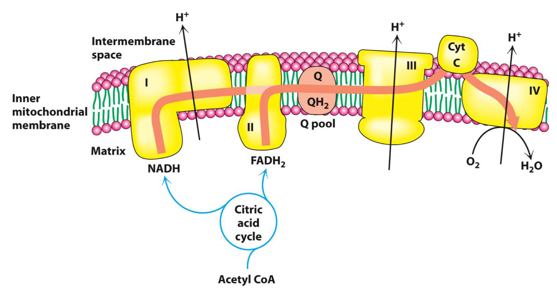 <ul><li><p>Contains 4 complexes</p><ul><li><p>All embedded in the inner mitochondrial membrane</p></li><li><p>Complex I skip complex II (I and II are distinct entries)</p></li></ul></li></ul><h3><span class="heading-content">I → III → IV, and II → III → IV</span></h3><ul><li><p>Each complex consists of many proteins</p><ul><li><p><strong>Structural -</strong> Maintain the shape of complex</p></li><li><p><strong>Prosthetic group</strong> (a subset of cofactor) <strong>-</strong> Bits that transport H/e-</p></li></ul></li><li><p>Proteins are arranged so that</p><ul><li><p><strong>H+ expelling reactions</strong> on the outside</p></li><li><p><strong>H+ consuming reactions</strong> on the matrix side</p></li></ul></li><li><p>≈ 10 H+ are pumped out for each NADH</p></li></ul>