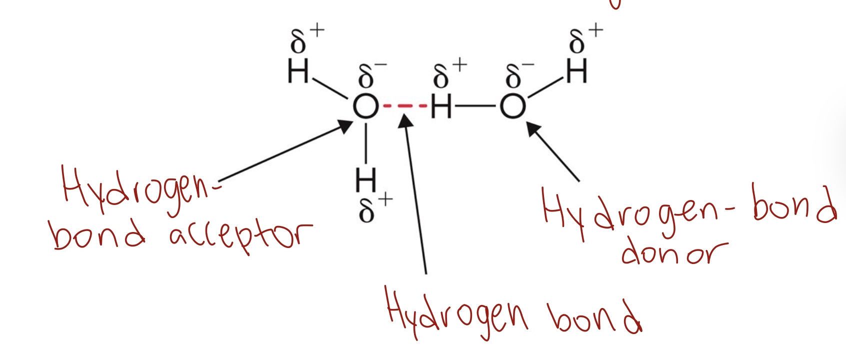 <p>Hydrogen bonds form when a hydrogen that is covalently bonded to an electronegative atom is in proximity to another electronegative atom.</p>