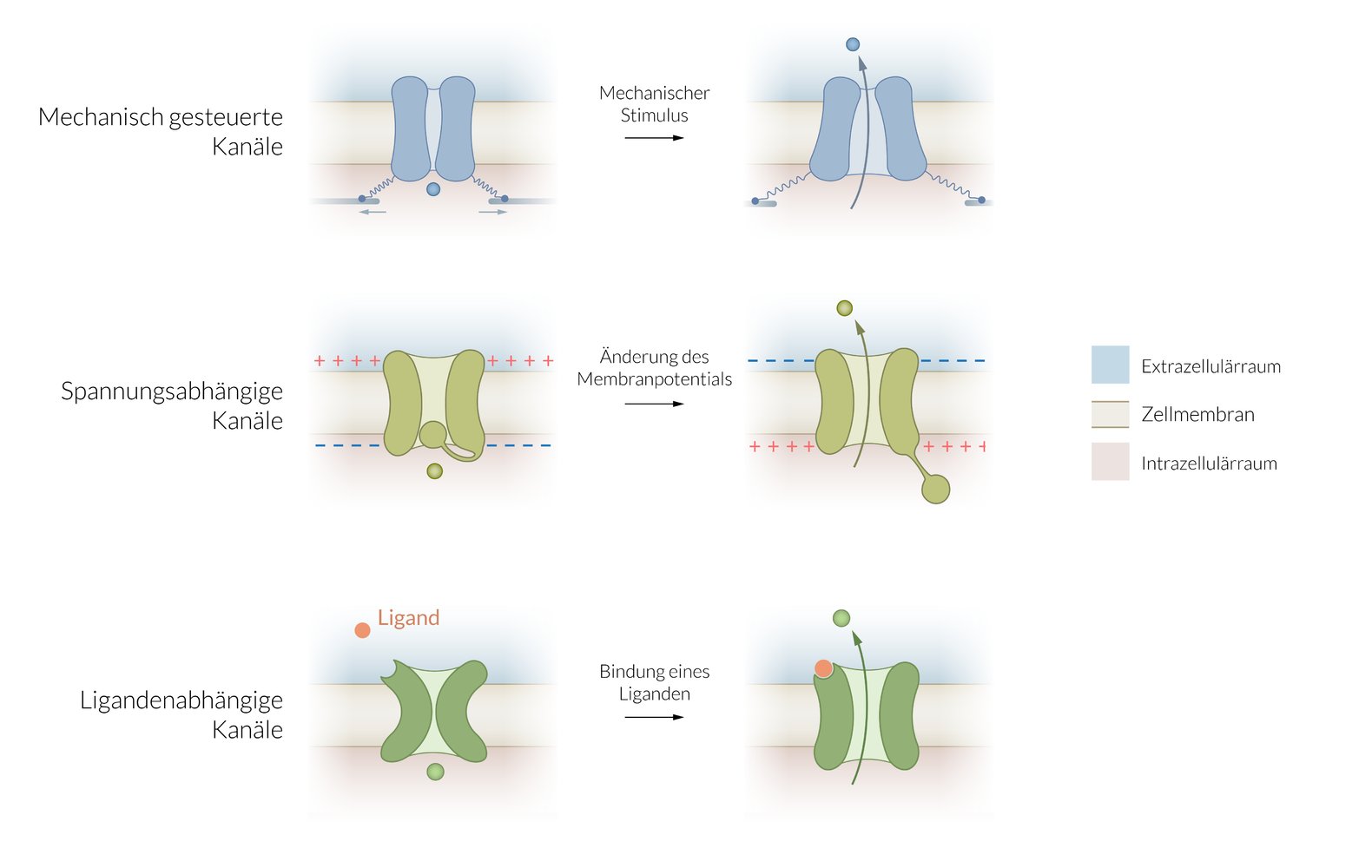 <p>E. Displacement of a cytosolic protein domain into the channel pore</p>